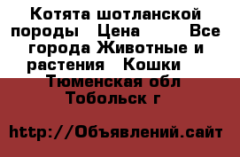 Котята шотланской породы › Цена ­ 40 - Все города Животные и растения » Кошки   . Тюменская обл.,Тобольск г.